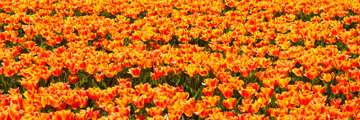 Colorful orange tulip fields in Netherlands, Amsterdam area. Endless beautiful fields, millions of flowers, agricultural business, ecological environment, natural beauty. Seasonal sightseeing. Banner