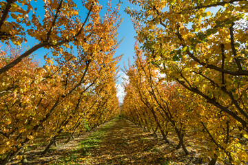 Obraz premium Rows of apple trees in an orchard in Cromwell, New Zealand