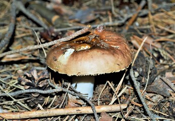 mushrooms in the forest