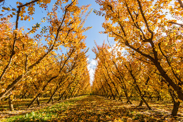 Rows of apple trees in an orchard in Cromwell, New Zealand