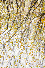 Abstract of autumn leaves against bright sky
