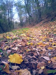 colorful autumn leaves in the forest