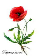 papaver_latin © Magda
