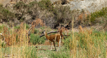 The vicuña is the national animal of Peru. It is a wild South American camelid that lives in the Andes