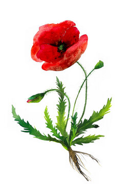 papaver