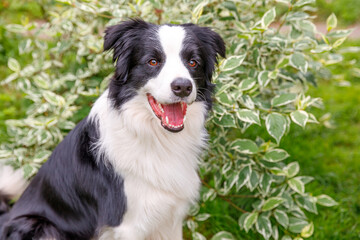 Outdoor portrait of cute smiling puppy border collie sitting on grass park background. Little dog with funny face in sunny summer day outdoors. Pet care and funny animals life concept