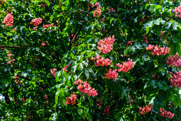 Obraz premium Red horse chestnut (Aesculus carnea) blossoming at spring