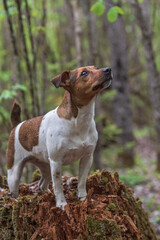 Jack russell terrier stands on a tree stump in the forest. Close-up photographed.
