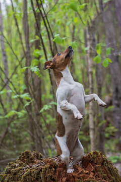 Jack Russell Terrier stands on its hind legs in the forest. Close-up photographed.