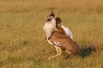 Kori Bustard male displaying on the plains of the Masai Mara National Reserve in Kenya