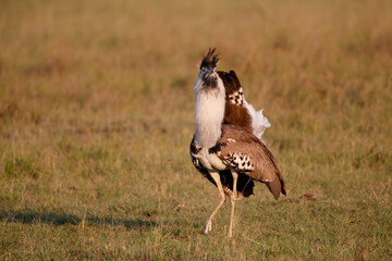 Kori Bustard male displaying on the plains of the Masai Mara National Reserve in Kenya