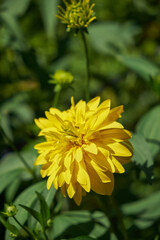 yellow flowers, natural summer background, blurry image, selective focus