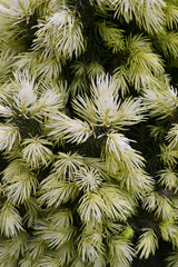 close up of pine needles
