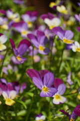 Fototapeta premium kwiaty, naturalne letnie tło, zamazany obraz, selektywna ostrość