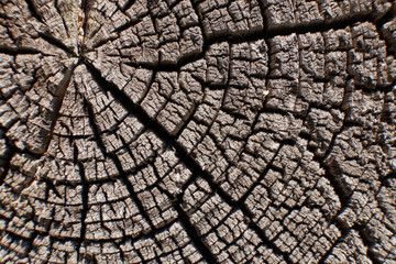 background texture of an old tree