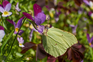 flowers, natural summer background, blurred image, selective focus