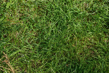 Texture of green grass field background