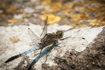 Beautiful demoiselle dragonfly on a rock