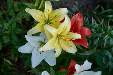 Tiger Lily close up in the garden
