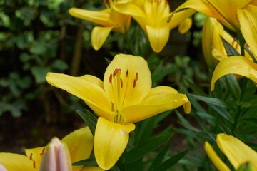 Tiger Lily close up in the garden