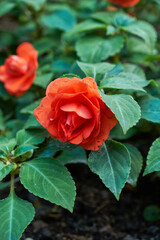 red flowers, natural summer background, blurred image, selective focus