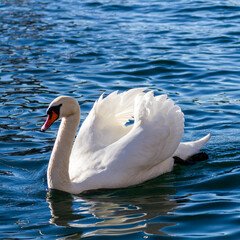 swan on the water