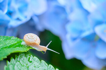 水色の紫陽花の花の上にいる仲の良い二匹のカタツムリ Wall Mural Sora Nus 水色の紫陽花の花の上にいる仲の良い二匹のカタツムリ Wall Mural Sora Nus