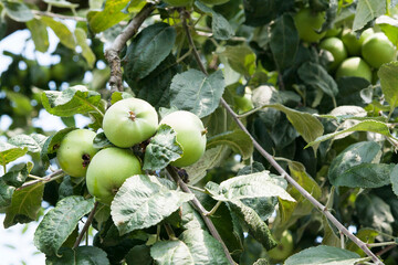 Green apples grow on a tree. Summer in the garden