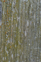Obraz premium background texture of an old tree
