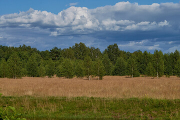 Fototapeta premium Summer green rural nature landscape. Summer nature view. Summer nature landscape