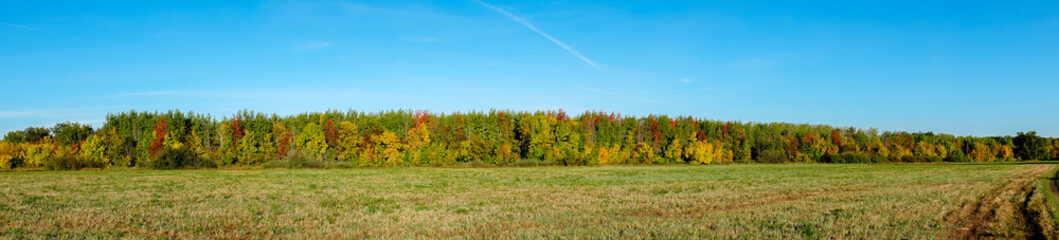 Panorama Autumn forest in front of a meadow against a blue sky. Autumn landscape