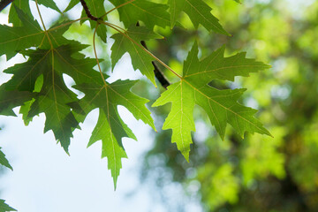 Fototapeta na wymiar Green maple leaves on a tree against the sky