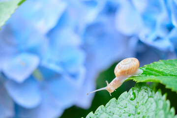 水色の紫陽花の花の上にいる仲の良い二匹のカタツムリ Wall Mural Sora Nus