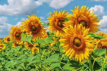 Obraz premium Sunflower field in the summer. Beautiful sunny summer landscape.