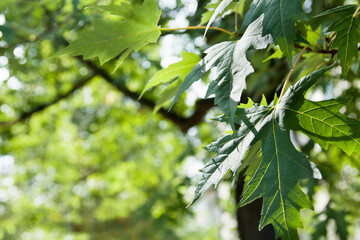 Obraz premium Close-up maple leaves on tree in sunlight with foliage and boke background