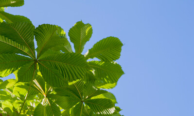 Chestnut leaves on a background of blue sky. Summer concept