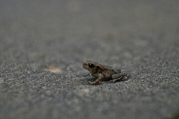 Gray tree frog camouflaging on asphalt