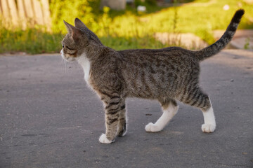 Close up an adorable silver blue kitten walking on a wooden floor blurry background by green garden. Gray-white cat in outdoor looking something. Cat tongue out