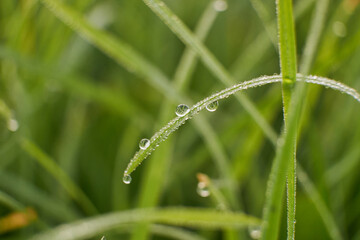 Juicy lush green grass on meadow with drops of water dew in morning light in spring summer outdoors close-up macro, panorama. Beautiful artistic image of purity and freshness of nature, copy space.