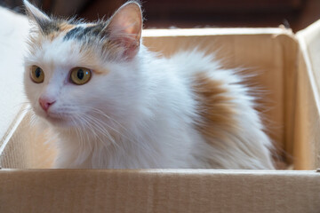 A white and red cat is sitting in a cardboard box