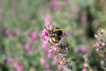 Hummel auf  einem blühenden Ysop
