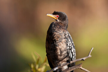 Reed Cormorant in South Africa