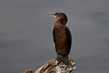 Reed Cormorant in South Africa