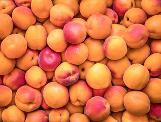 Natural, organic grown, light apricots at harvest