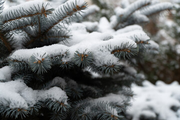 Picea pungens evergreen coniferous tree. Blue spruce in the forest, fluffy snow on the spruce branches.
