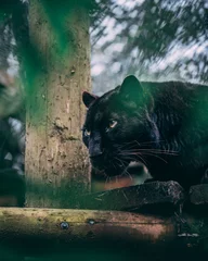 Rolgordijnen Black Panther © Reece