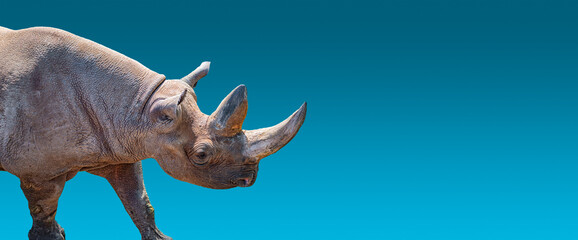 Banner with portrait of huge and powerful African rhino with a big horn at blue gradient background with copy space for text, closeup, details..