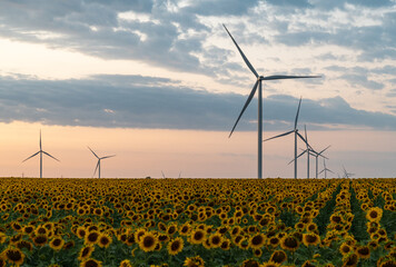 Wind turbines in sunflower field