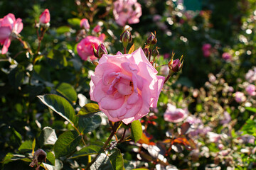 Single pink rose flower in sun shine day in rose garden
