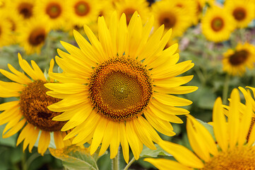 Sunflower blooming in the garden. background
